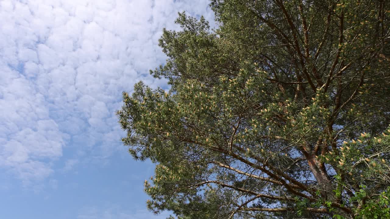 在多风的天气里，松树开花时的细节视频素材