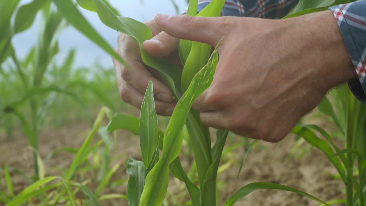 特写男农民在田间检查有机玉米植株的质量。收获农业收获农业无转基因生态生物产品，天然产品环保。视频素材