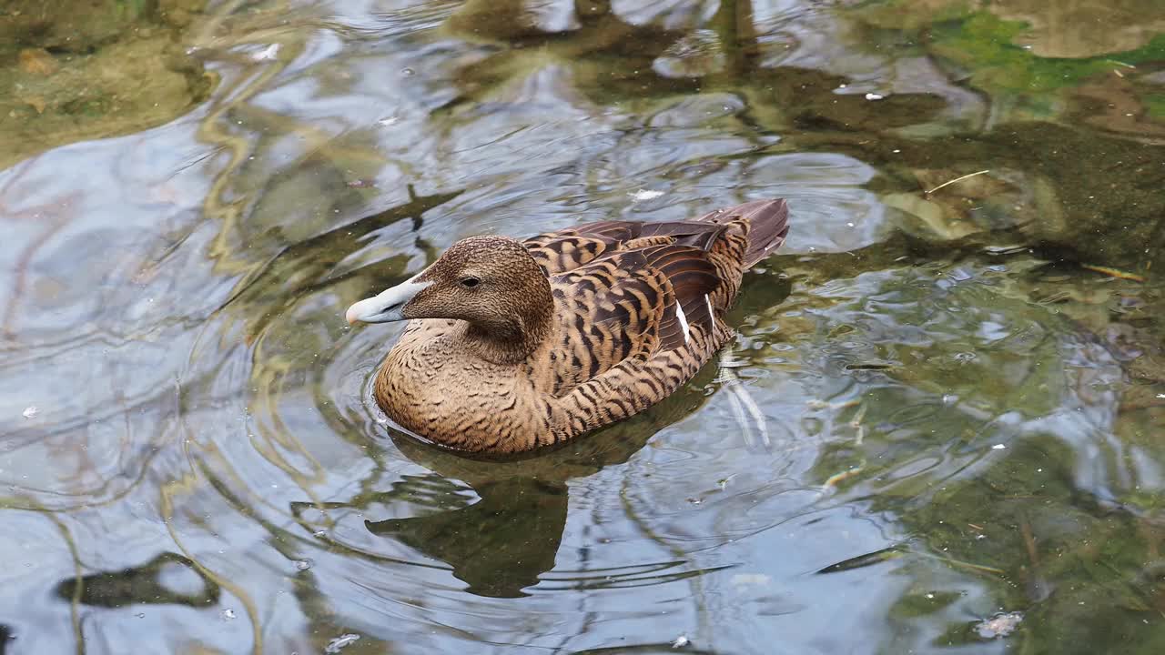 普通绒鸭(Somateria mollissima)在水中游泳视频下载