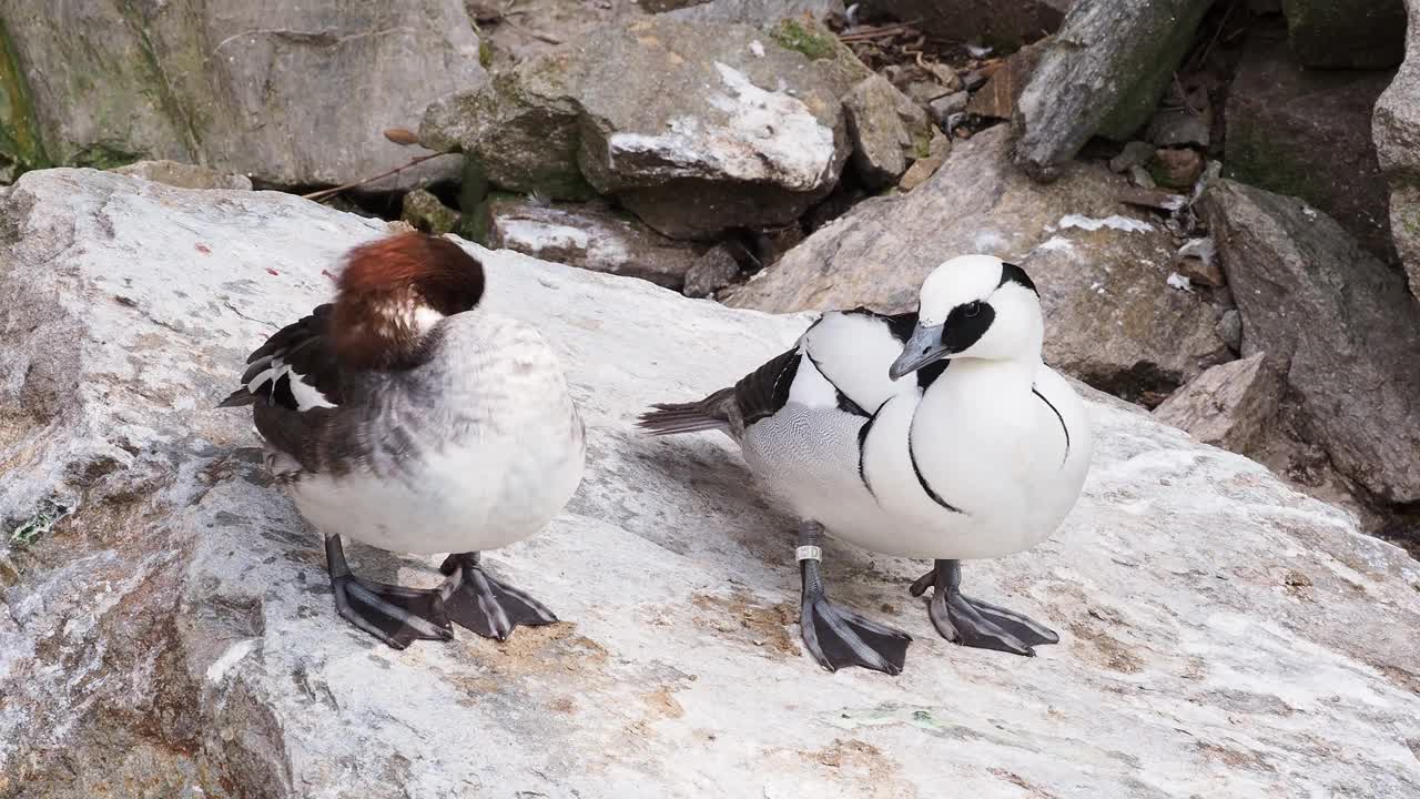 雄性和雌性雪鼠(Mergellus Albellus)视频下载