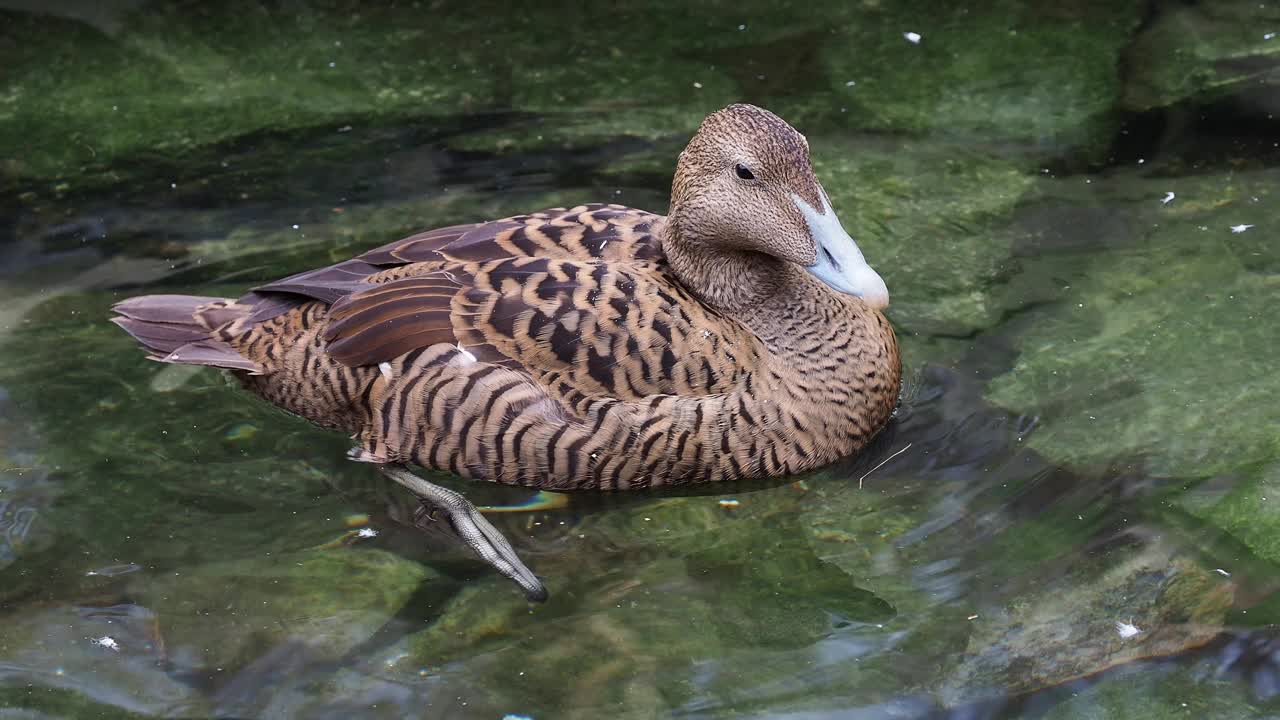 普通绒鸭(Somateria mollissima)在水中游泳视频下载