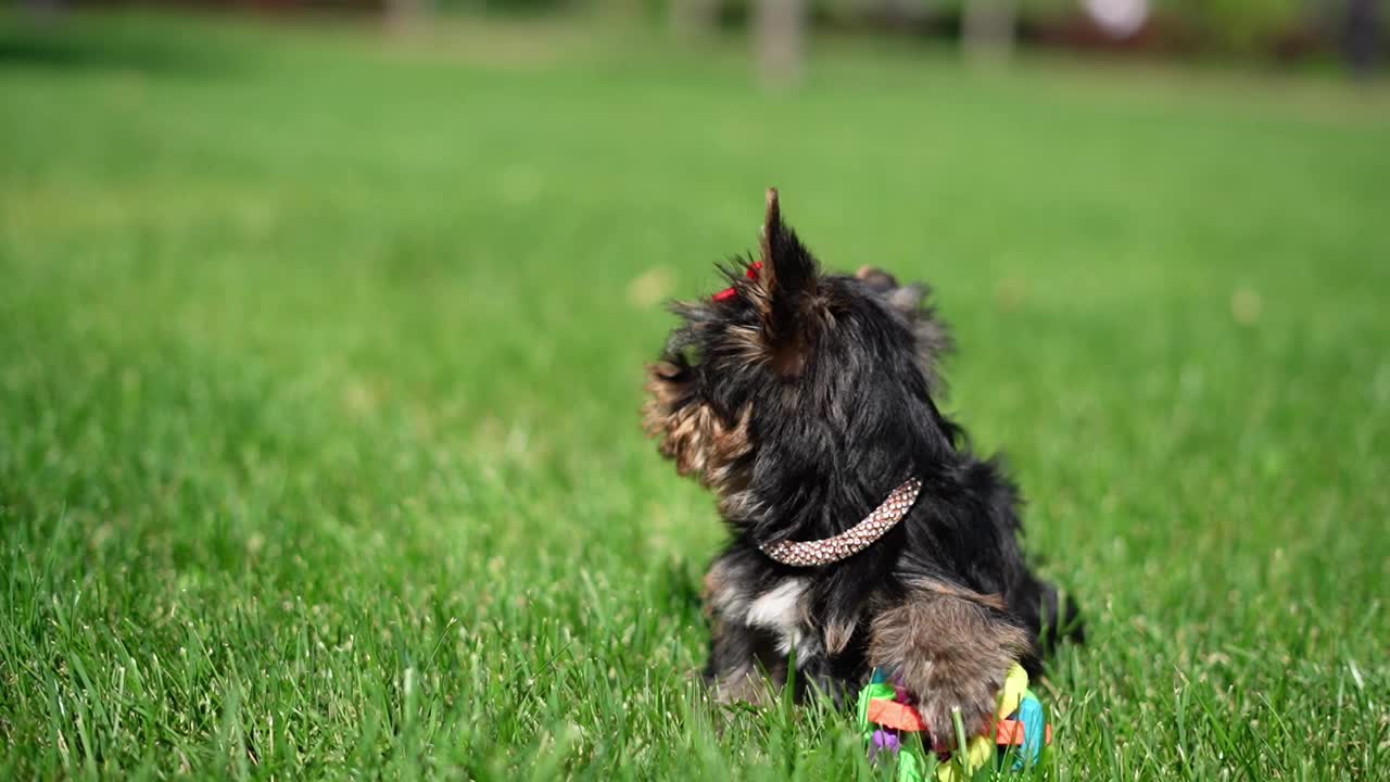 约克夏小猎犬坐在绿草地上。毛茸茸的，可爱的狗看着镜头。家养宠物视频下载