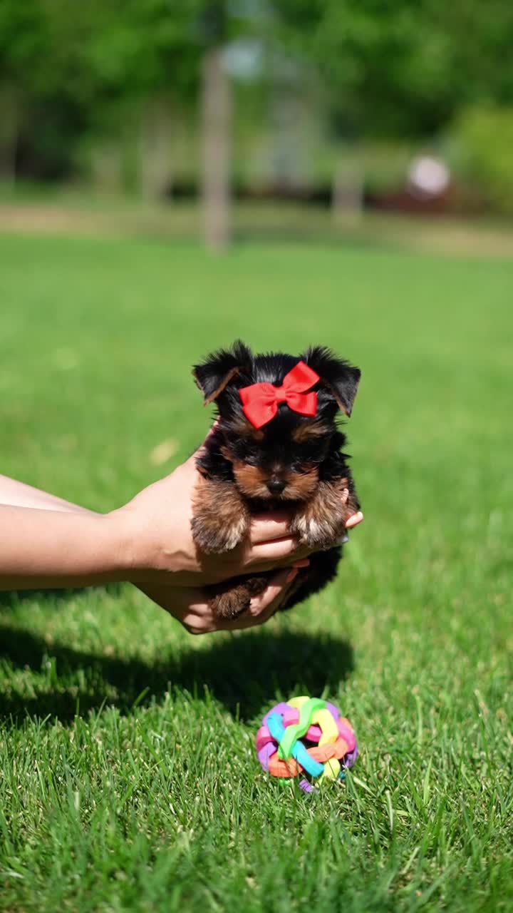 约克夏小猎犬坐在绿草地上。毛茸茸的，可爱的狗看着镜头。国内宠物。垂直视频视频下载