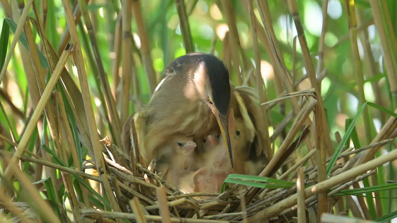 雌小麻鸦和她的孩子们在窝里视频下载