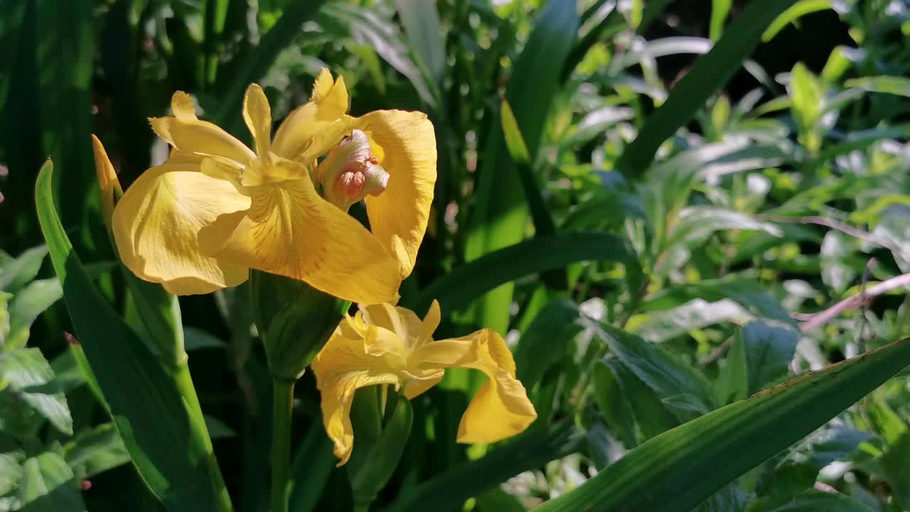 有棕色中心的黄花视频素材