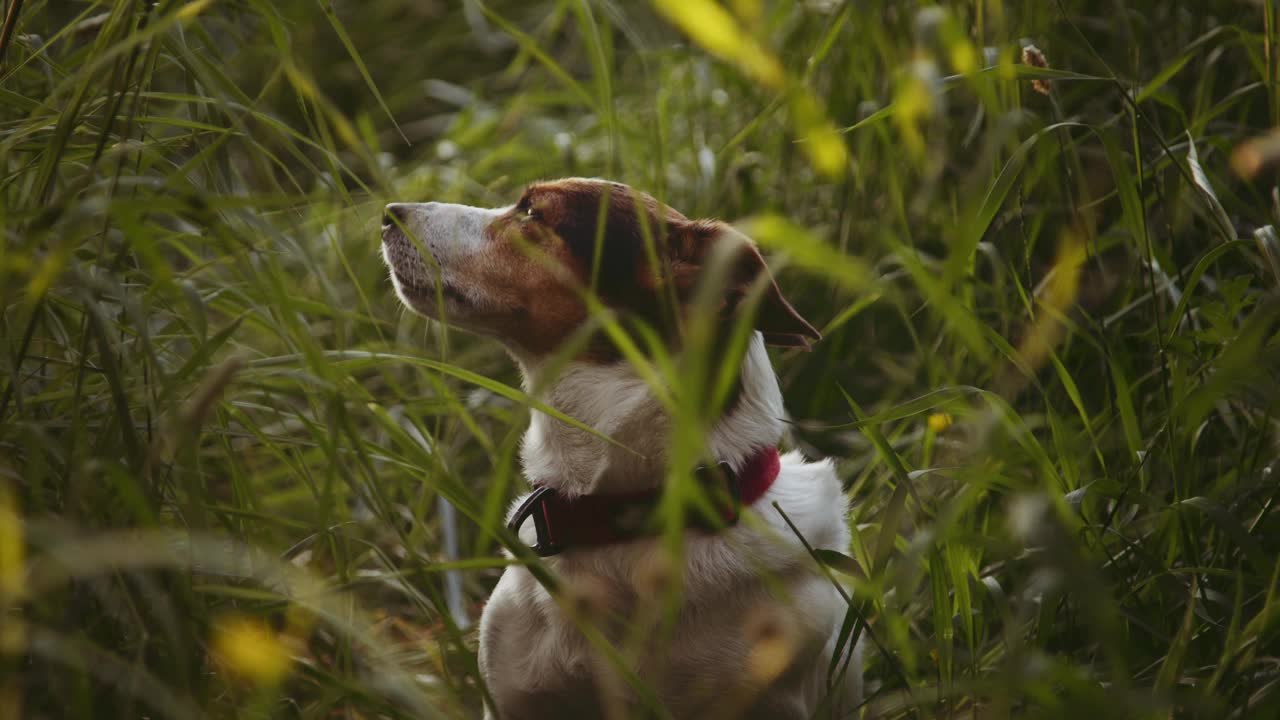 一只杰克罗素梗犬混在高高的草丛中，冷静地敏锐地观察着视频下载