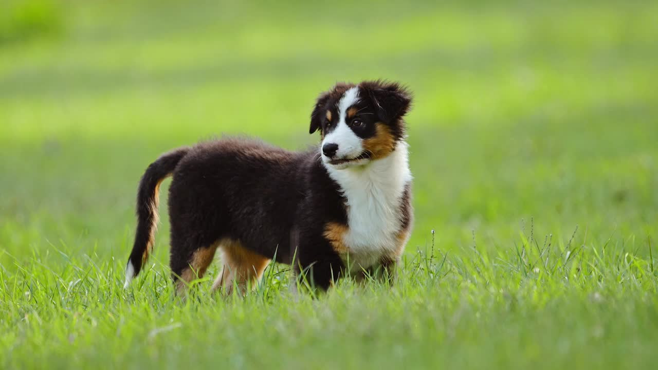 澳大利亚牧羊犬小狗在绿草地上奔跑。视频素材