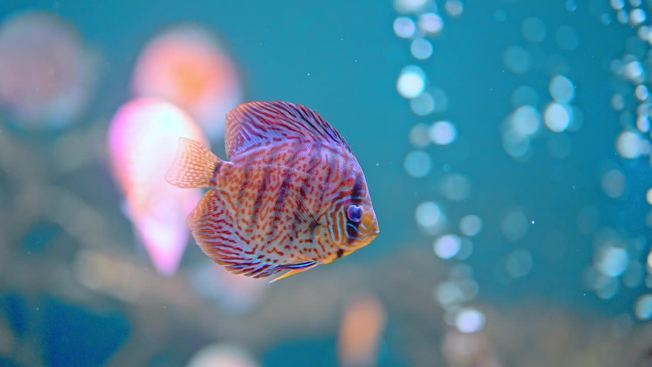 水族馆里的铁饼鱼，热带鱼视频素材