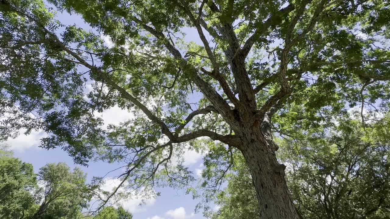 视频中，清风拂过高大的绿树，晴空万里，捕捉到大自然的宁静和清新之美，营造出一种宁静而令人振奋的氛围。视频素材