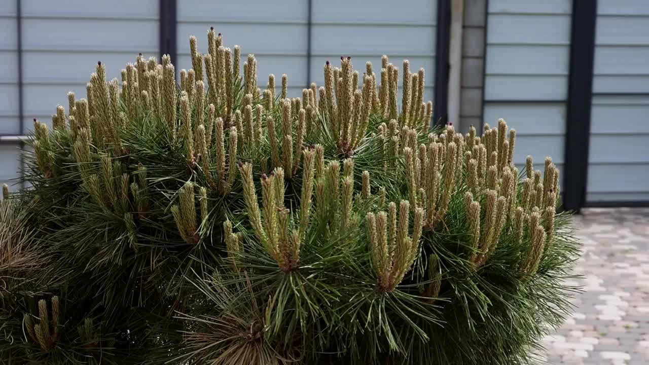 当地景观设计视频素材