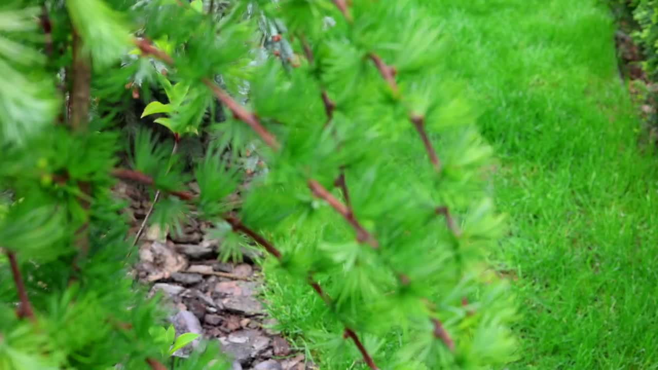 当地景观设计视频下载