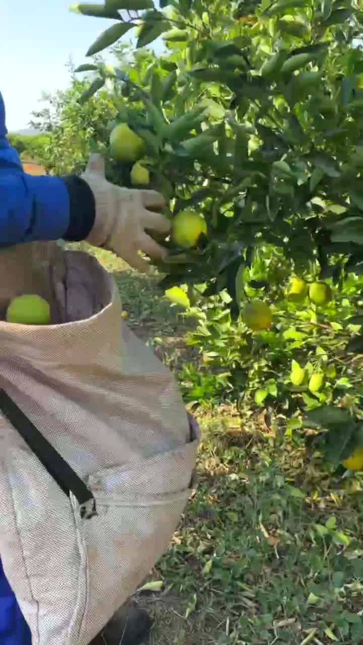 在农场采摘橙子的农村工人视频下载