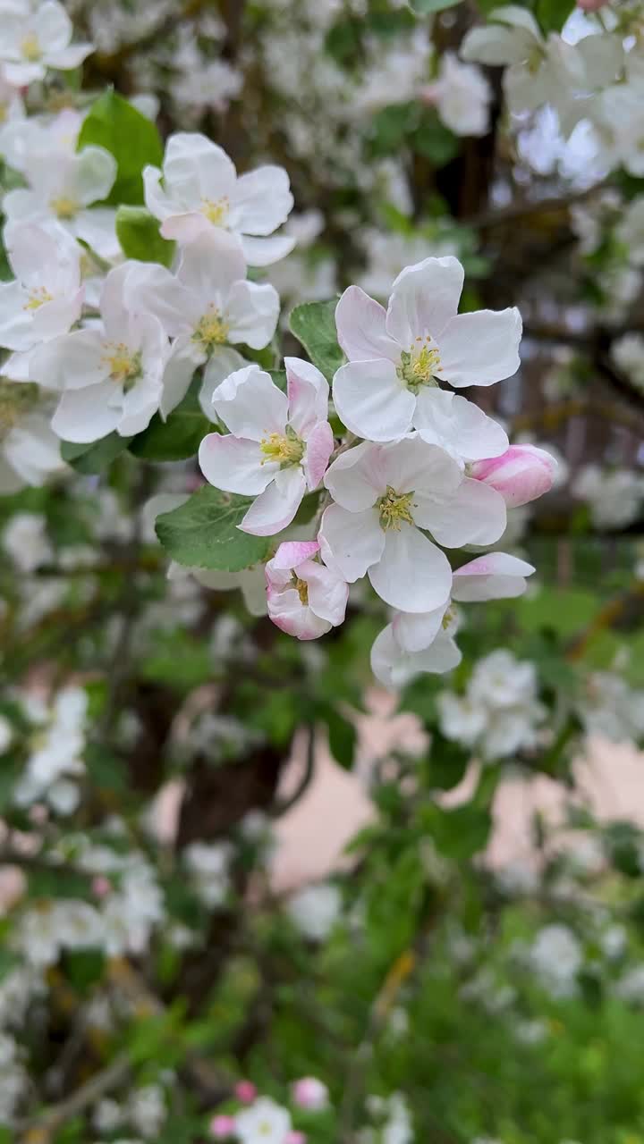 美丽盛开的果树特写。枝叶鲜艳，开白色和粉红色的花。春夏季节背景视频下载