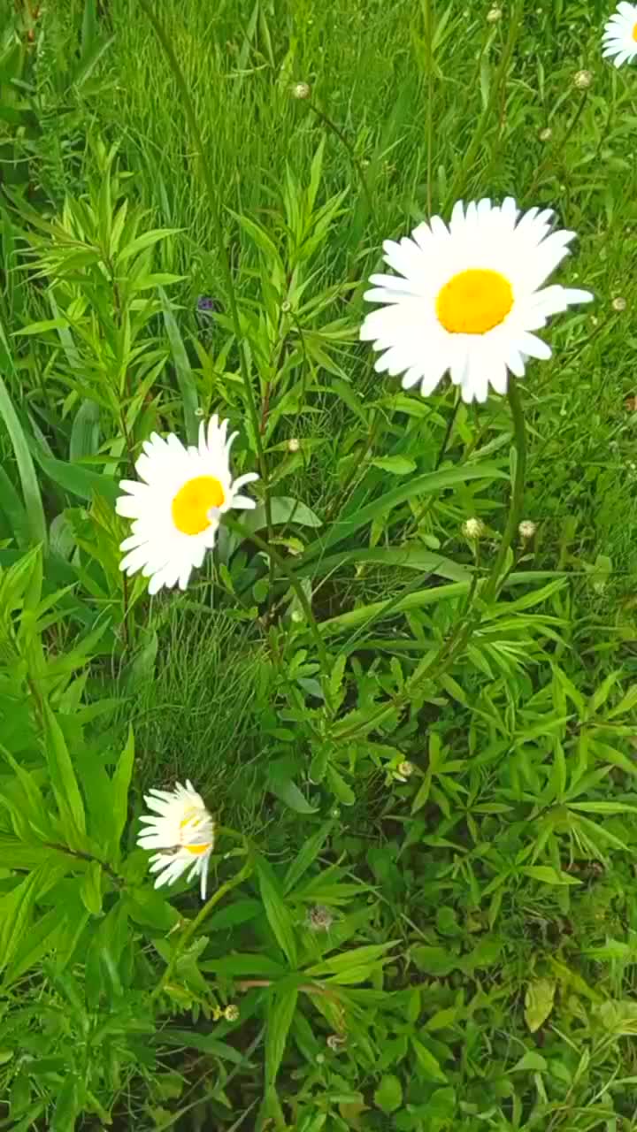 风摇曳着雏菊和小草，垂直视频视频素材