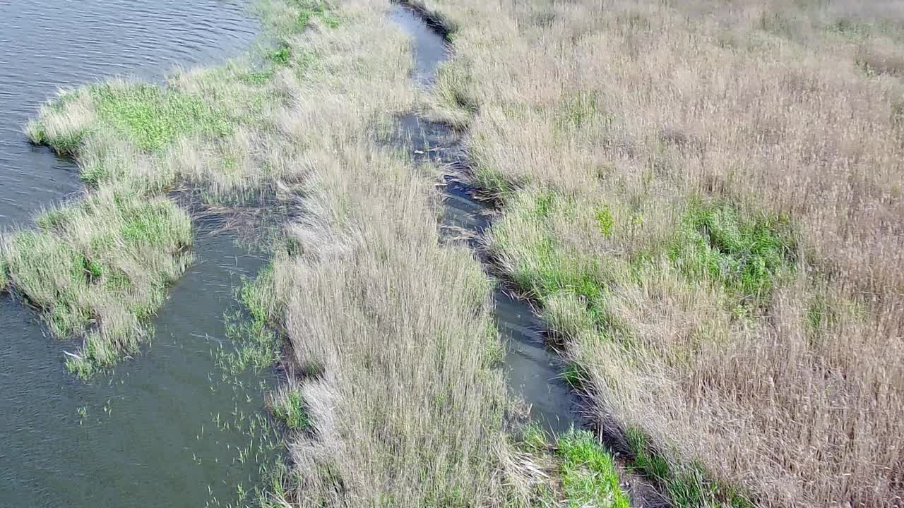 在一个阳光明媚的夏日，沿着水边，在长满高草的沼泽湖岸上空低空转弯飞行。视频下载