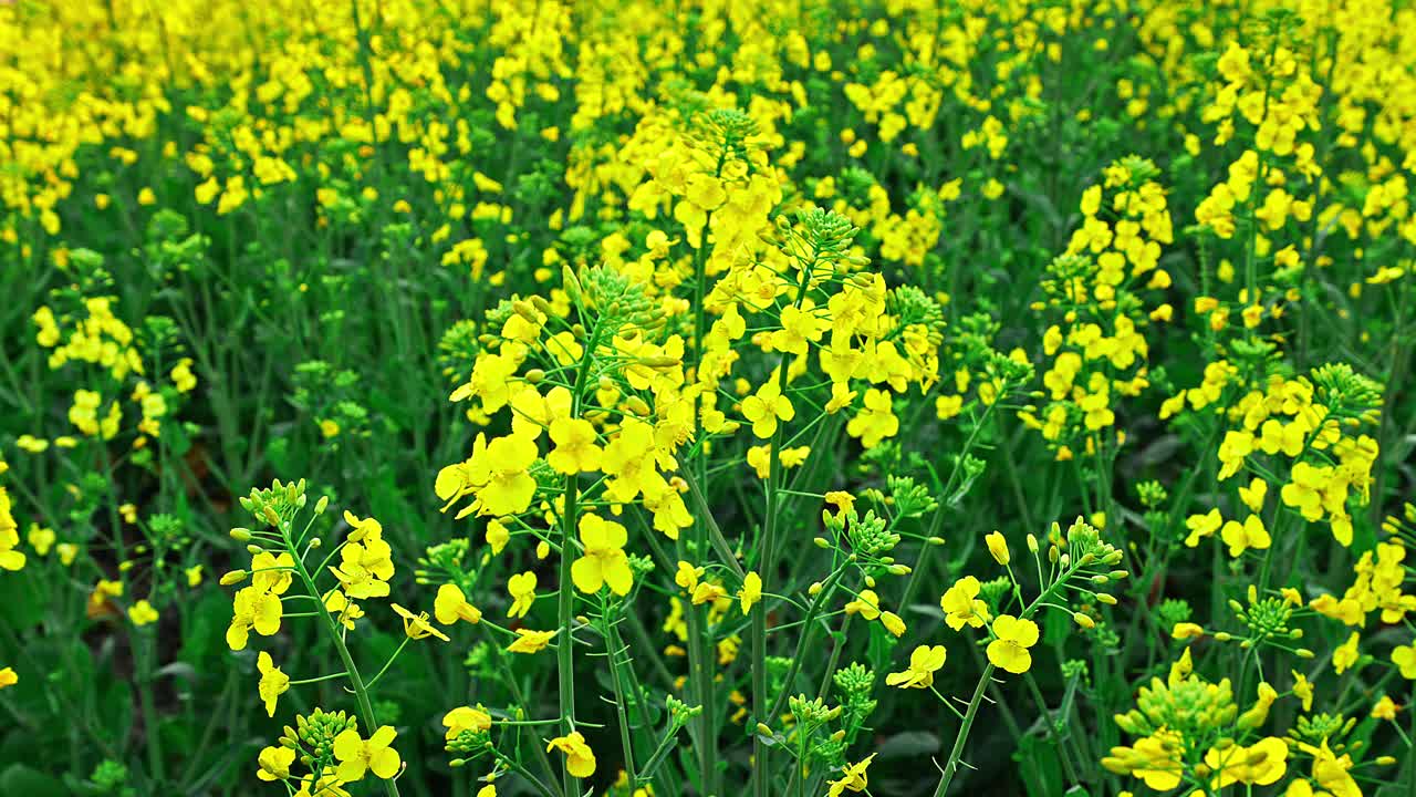 夕阳下田野里的油菜花视频素材