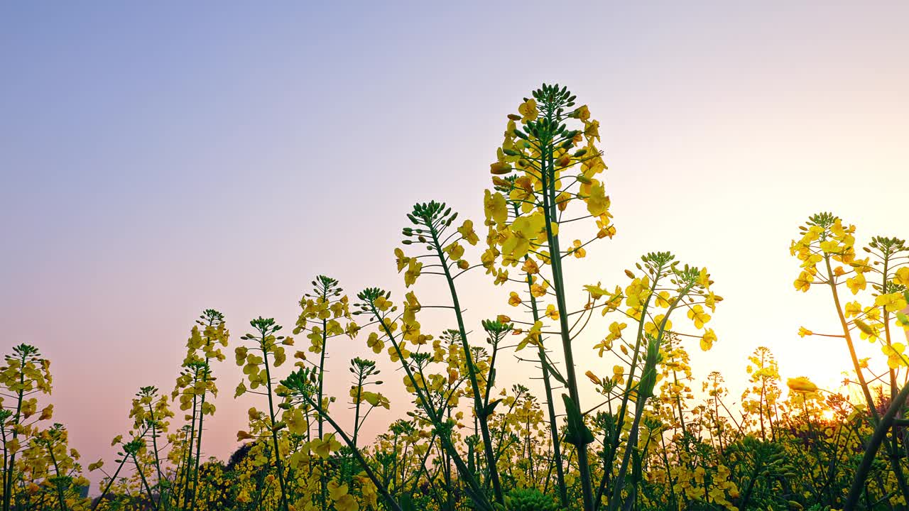 夕阳下田野里的油菜花视频素材