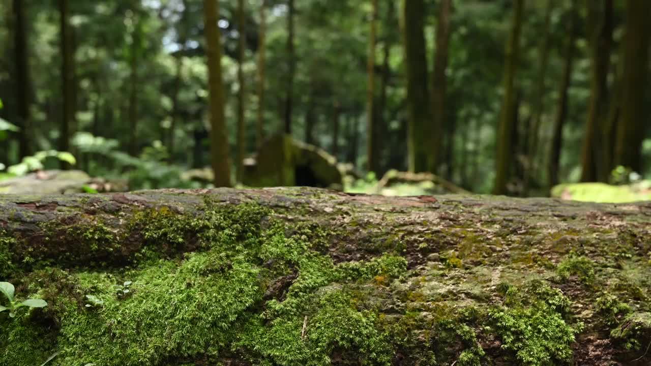 倒下树干上的青苔视频素材