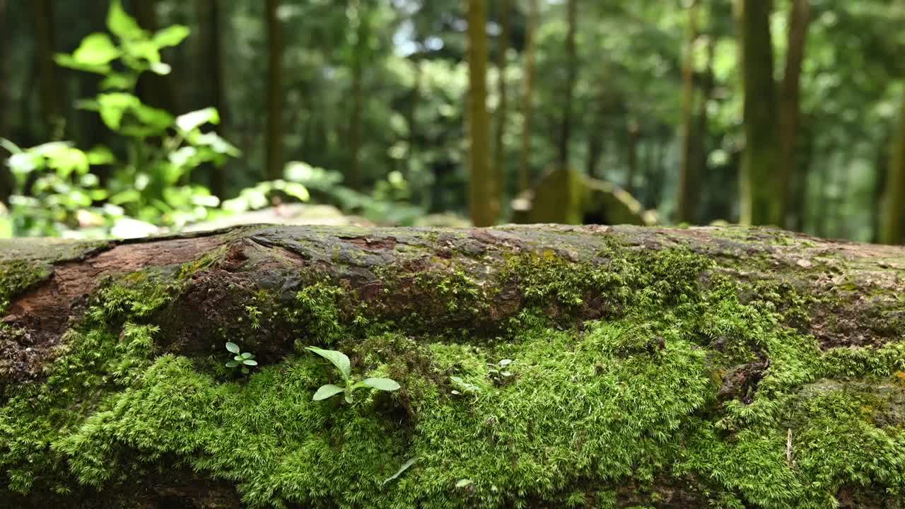 倒下树干上的青苔视频素材