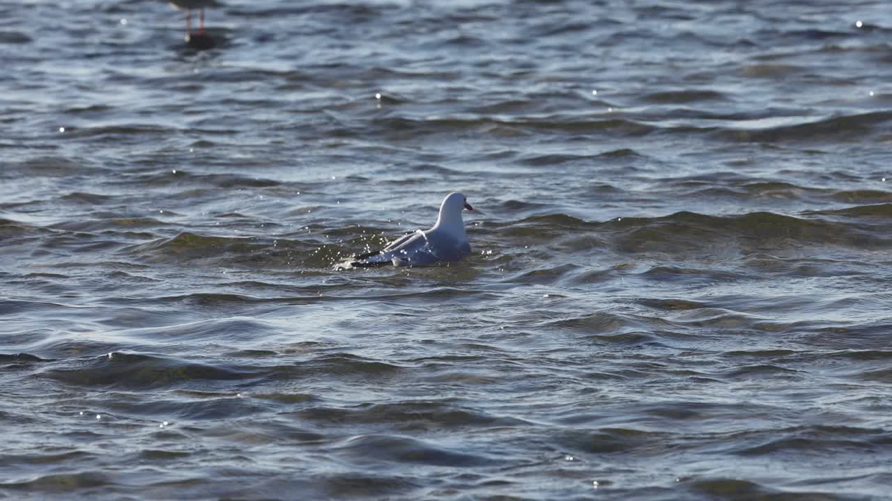 海鸥在布莱顿海滩游泳视频素材