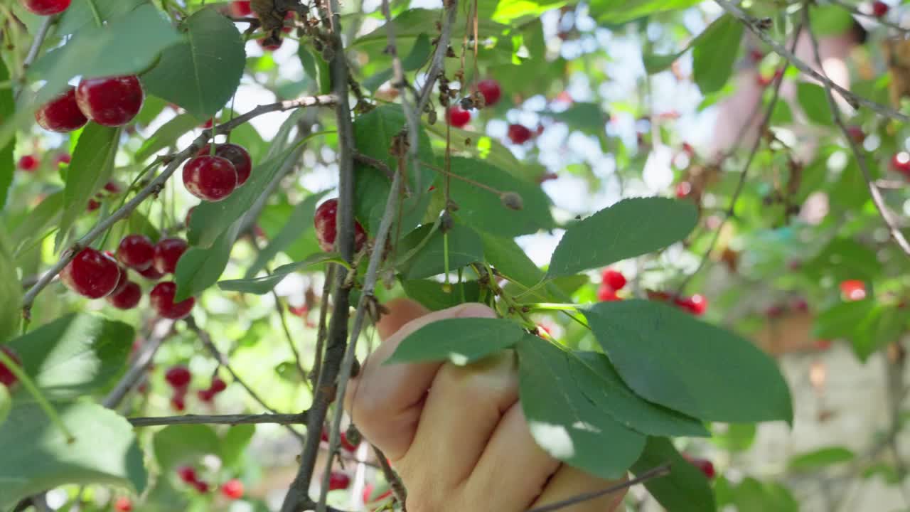 从花园里的树上采摘成熟的樱桃，手特写视频素材