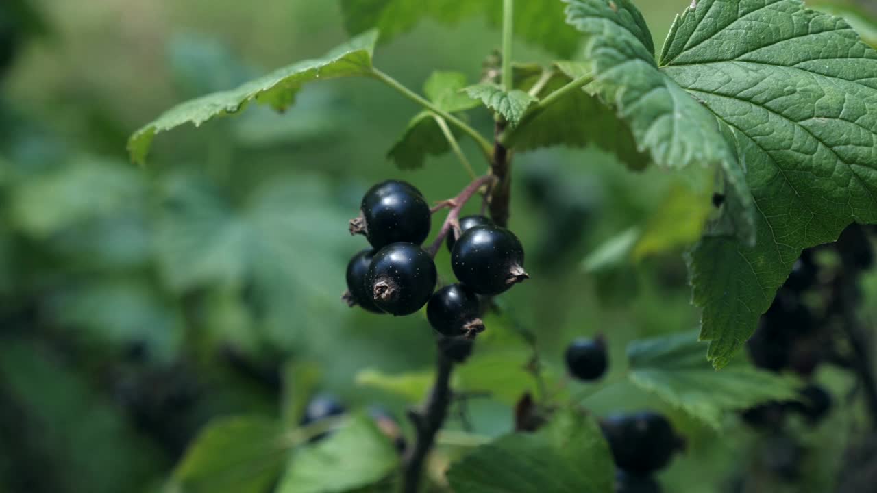 一丛成熟的黑加仑子。园艺。视频素材