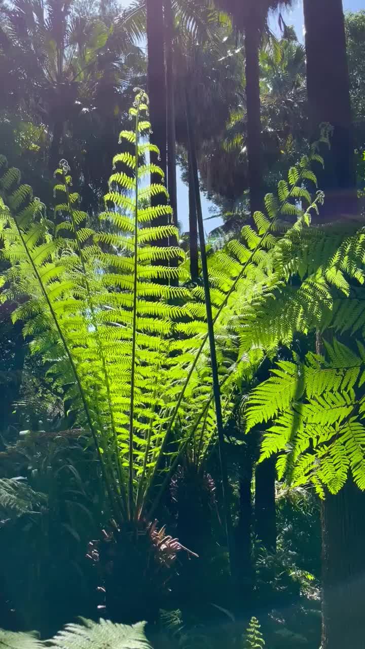 美丽的皇家植物园，墨尔本，澳大利亚，著名的旅游目的地城市。美丽清新的棕榈树在阳光下闪闪发光，公园，活动，垂直视频拍摄视频下载