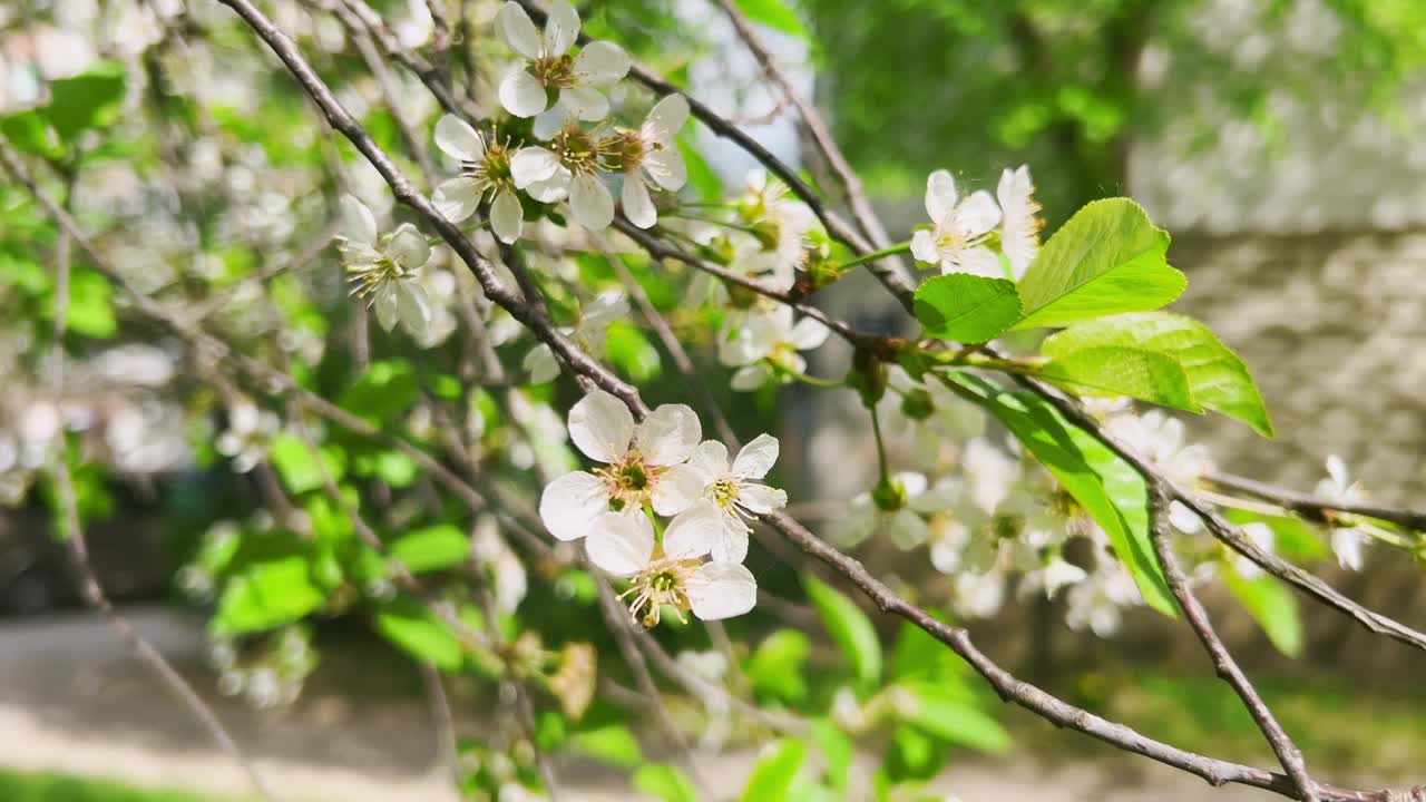 春天杏树盛开的白色花朵。视频素材