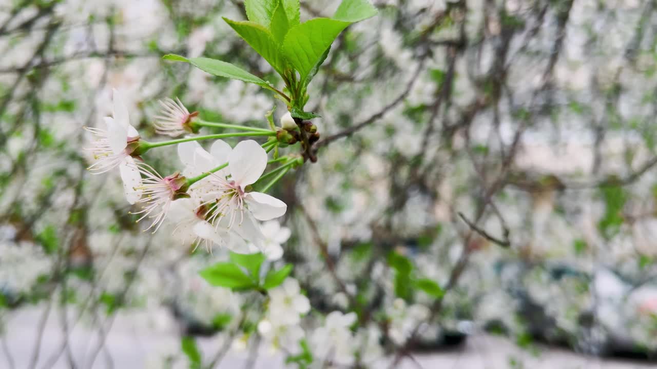 春天杏树盛开的白色花朵。视频素材