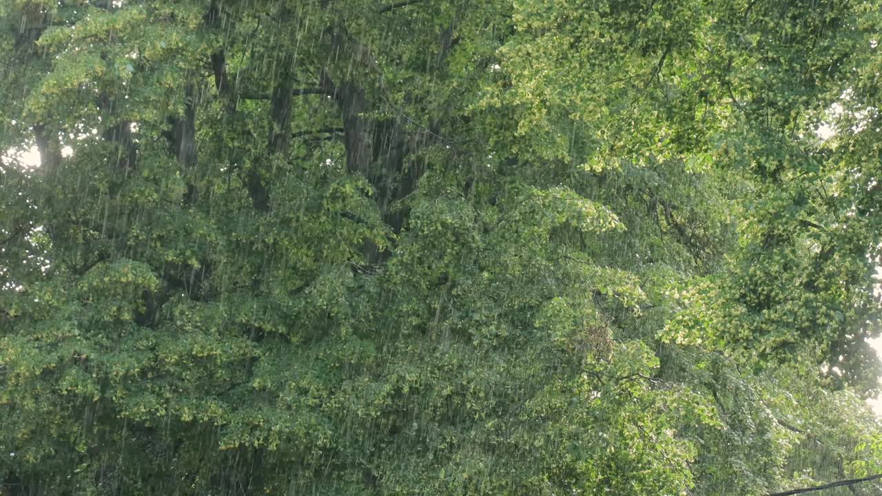 夏雨和开花的椴树视频下载