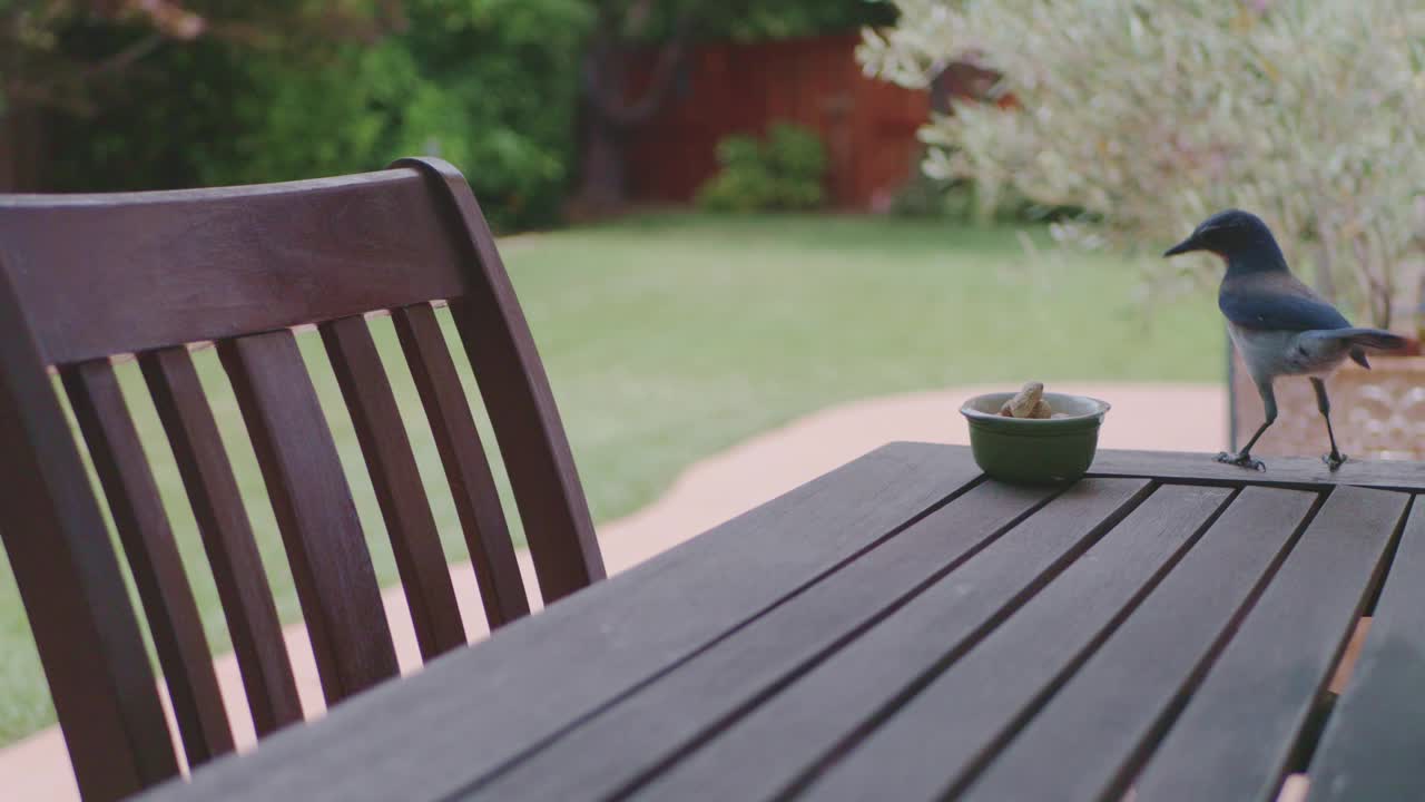 清晨，小鸟在花园的木桌上从小碗里捡食的慢动作视频下载