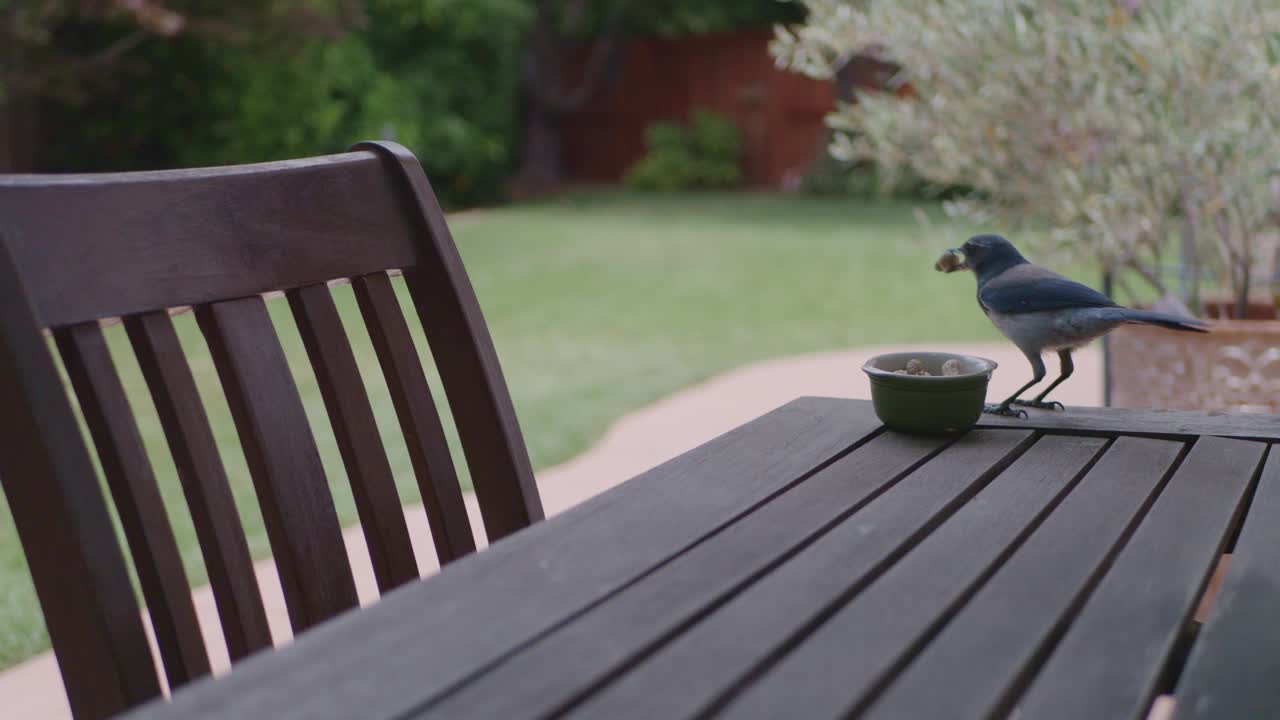 清晨，小鸟在花园的木桌上从小碗里捡食的慢动作视频下载