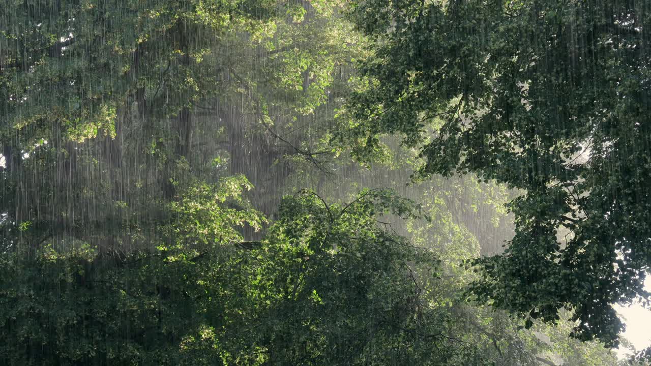 夏雨和开花的椴树视频下载