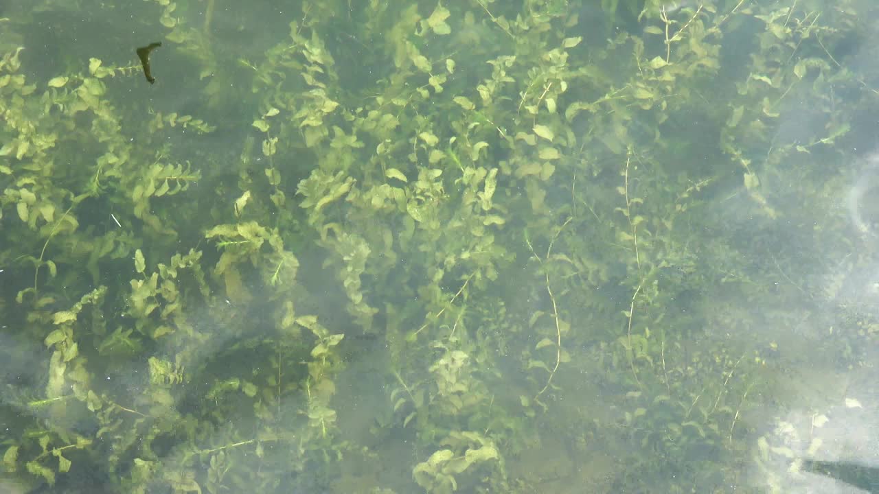 水面的特写镜头，轻微的波浪扭曲了水面下的绿色植物。视频下载