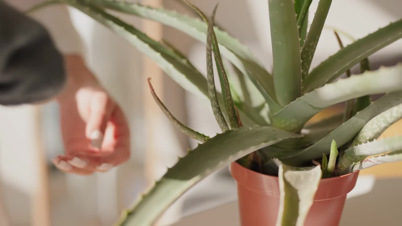 用布给室内植物除尘视频素材