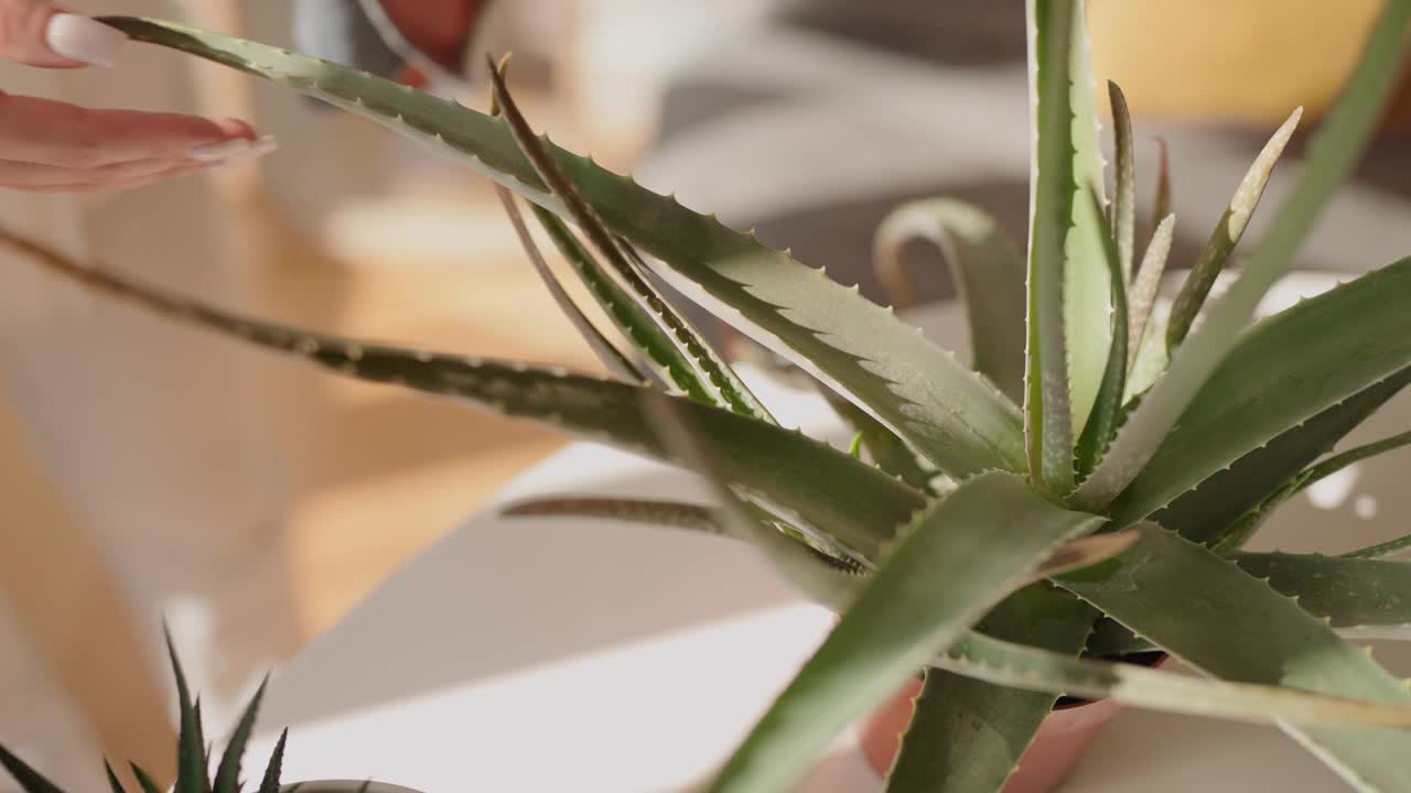 通过清除灰尘来护理芦荟植物视频素材