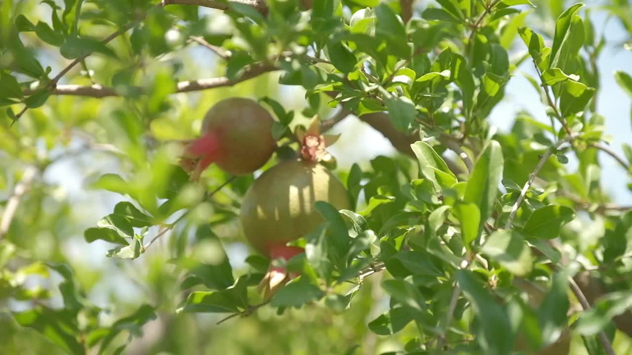 夏日里的石榴兰花视频素材