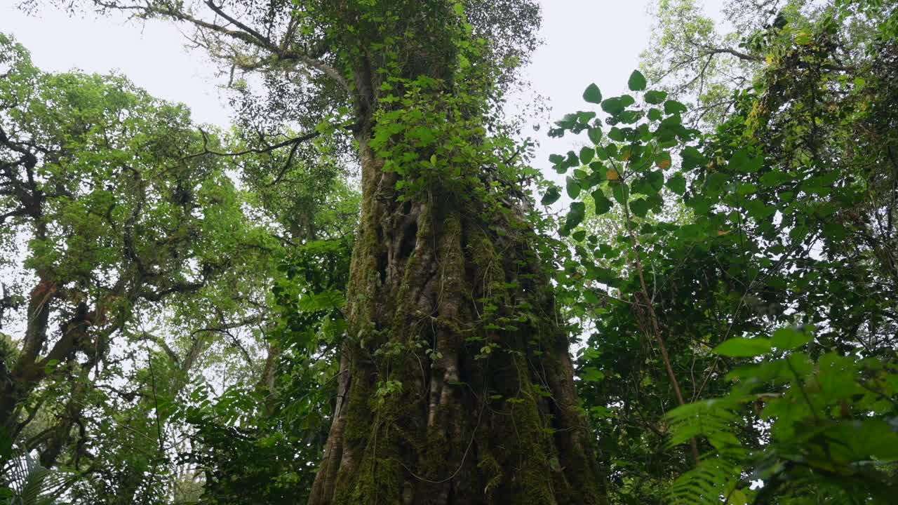 雄伟的巨树在郁郁葱葱的森林与多样化的生态系统视频素材