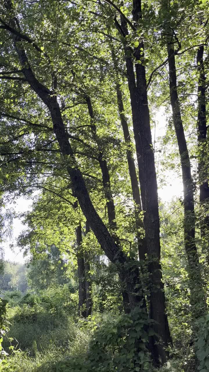 一棵长着绿叶的树，前面有一片草地视频下载