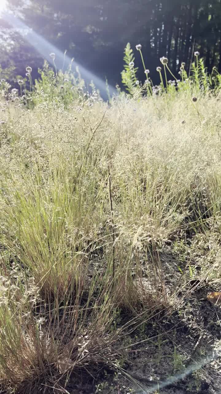 一片干燥的草地，阳光照在上面。太阳把温暖的光芒洒在草地上，使它看起来金黄而干燥。田野被树木环绕，给人一种宁静祥和的气氛视频下载