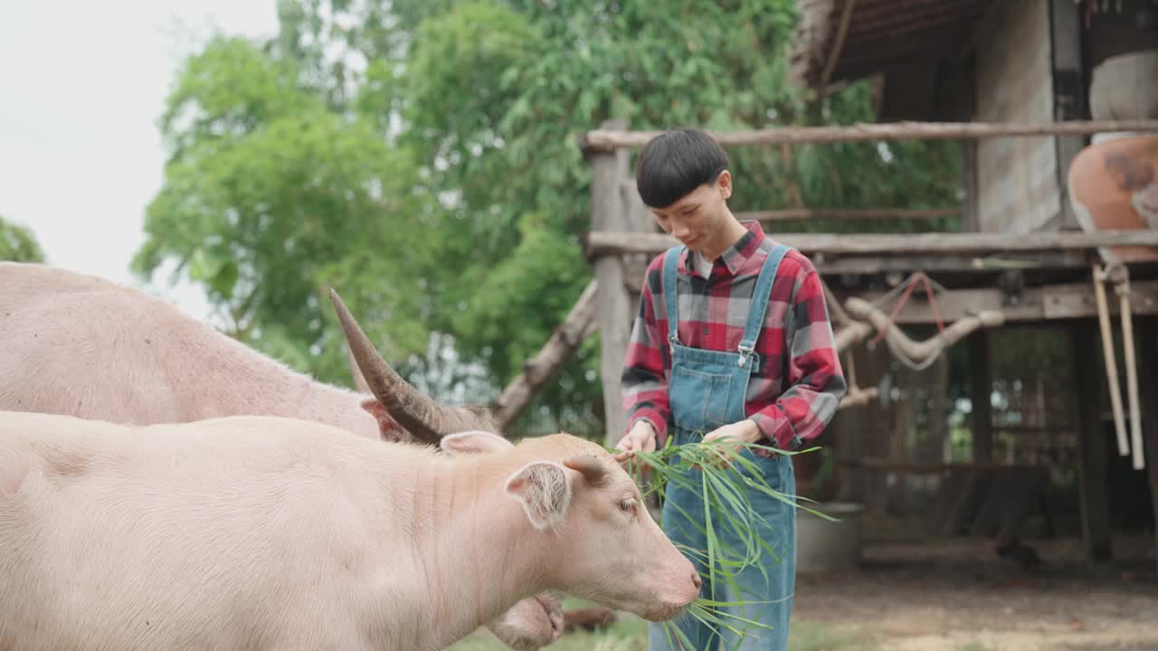 年轻的亚洲农民用草喂水牛视频素材