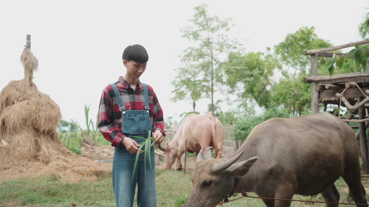 年轻的亚洲农民用草喂水牛视频素材