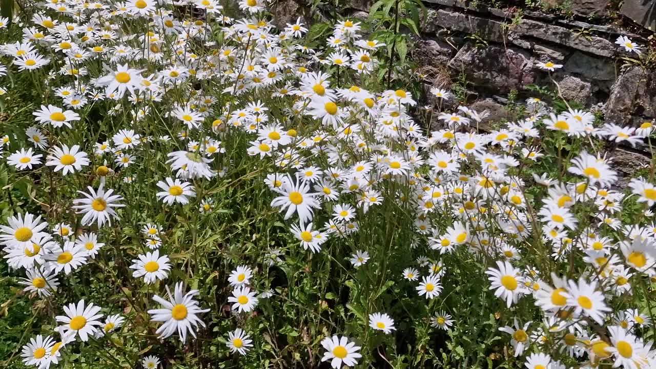 牛眼雏菊:一种春夏多年生野花植物，夏季开白色花视频下载