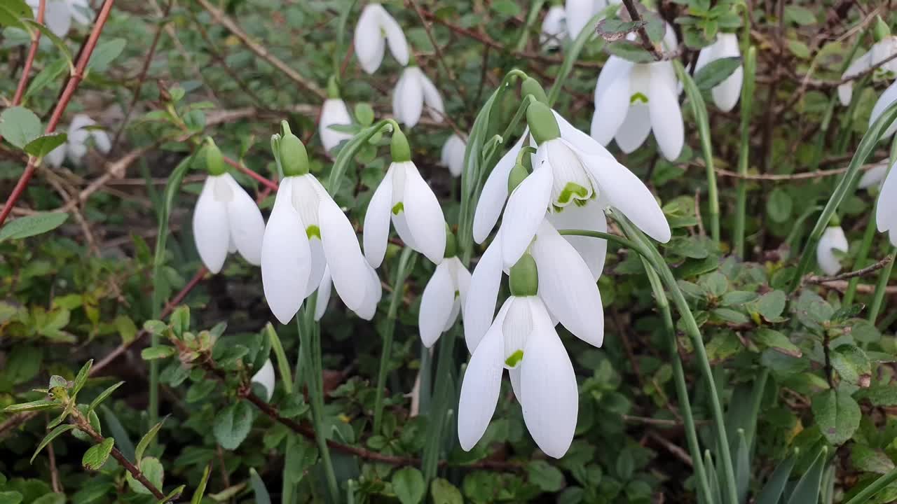 雪花莲(galanthus elwesii)视频下载