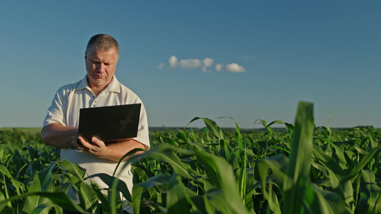 一位农民站在远处高大的绿色玉米丛中，使用笔记本电脑视频下载
