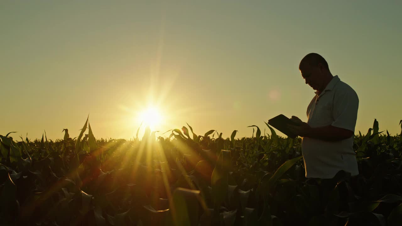 夕阳西下，中年农民在田里劳作，手里拿着药片视频下载