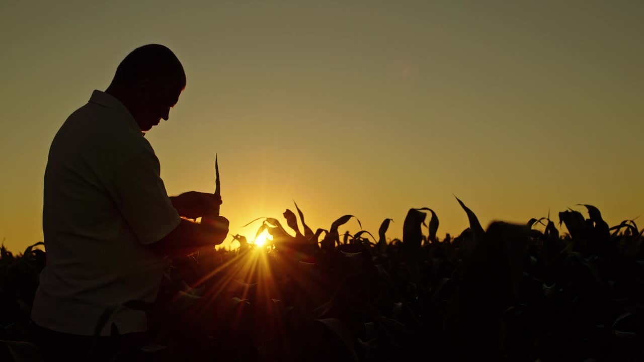 一个农民在日落时研究玉米芽的剪影。视频下载