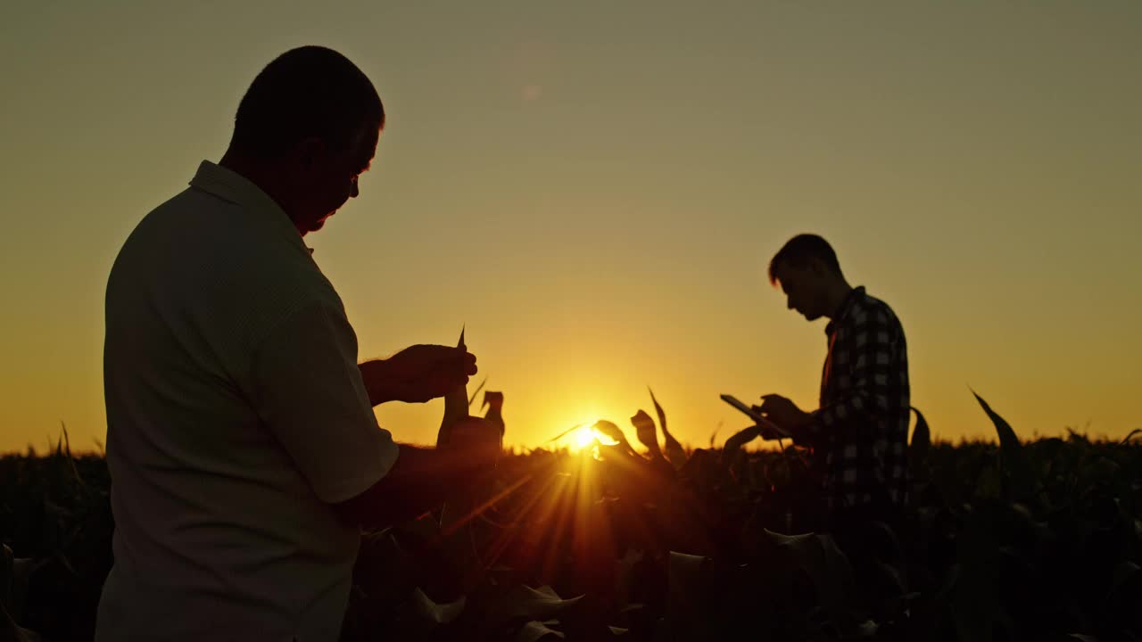 两个农民在地里干活的剪影。一名男子正在研究豆芽，而他的同事正在服用药片。视频下载