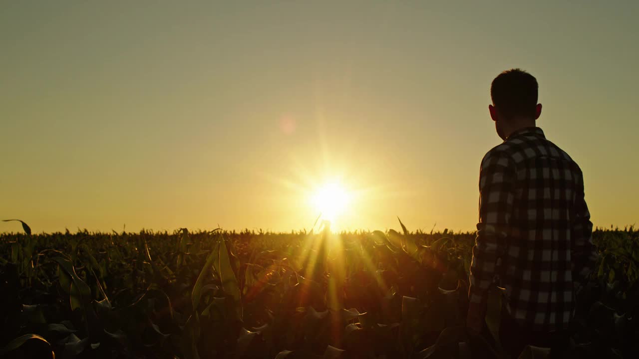 一个自信的年轻人在欣赏玉米地上的夕阳视频下载