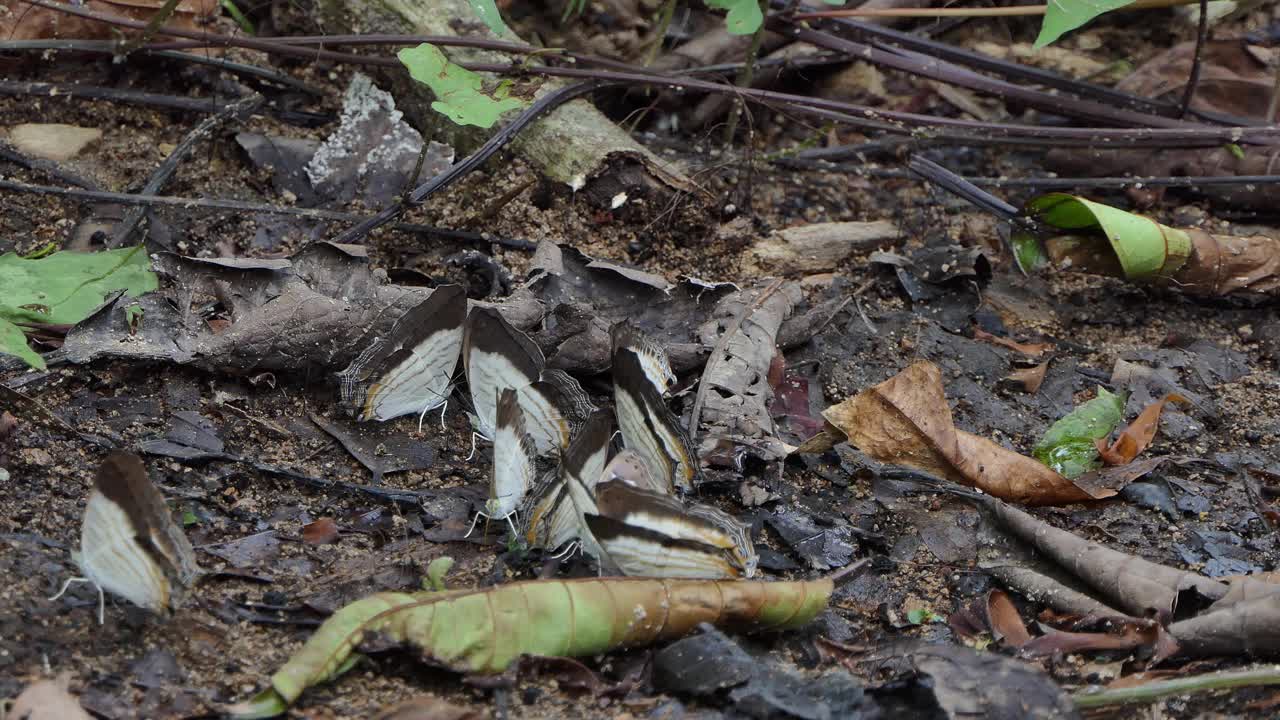 热带雨林中的一群小地图蝴蝶。视频下载